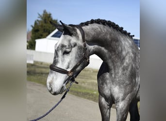 Oldenburger Springpferd, Wallach, 6 Jahre, 170 cm, Rappschimmel
