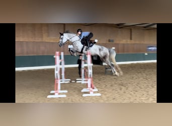 Oldenburger Springpferd, Wallach, 6 Jahre, 170 cm, Schimmel