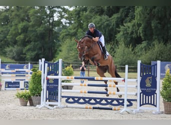 Oldenburger Springpferd, Wallach, 6 Jahre, 172 cm, Brauner
