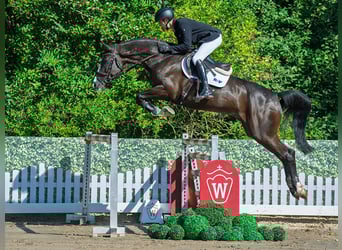 Oldenburger Springpferd, Wallach, 6 Jahre, 172 cm, Rappe