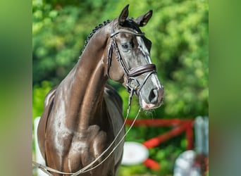 Oldenburger Springpferd, Wallach, 6 Jahre, 172 cm, Rappe