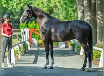 Oldenburger Springpferd, Wallach, 6 Jahre, 172 cm, Rappe