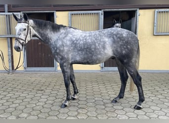 Oldenburger Springpferd, Wallach, 6 Jahre, 172 cm, Schimmel
