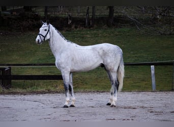 Oldenburger Springpferd, Wallach, 6 Jahre, 172 cm, Schimmel