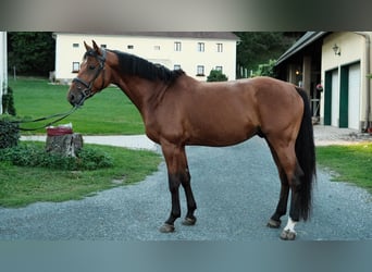 Oldenburger Springpferd, Wallach, 6 Jahre, 173 cm, Brauner
