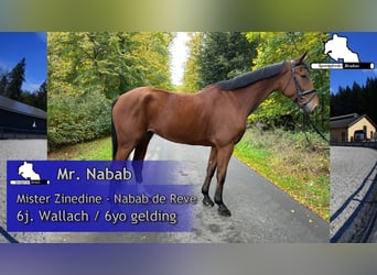 Oldenburger Springpferd, Wallach, 6 Jahre, 173 cm, Brauner