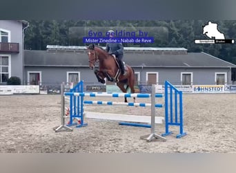 Oldenburger Springpferd, Wallach, 6 Jahre, 173 cm, Brauner