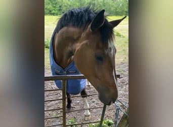 Oldenburger Springpferd, Wallach, 6 Jahre, 175 cm, Brauner