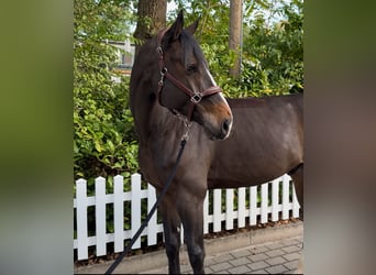 Oldenburger Springpferd, Wallach, 6 Jahre, 175 cm, Brauner