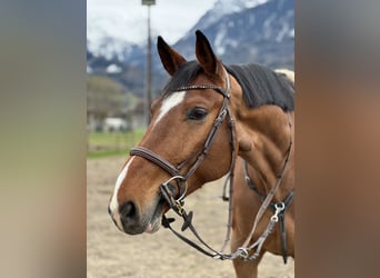 Oldenburger Springpferd, Wallach, 6 Jahre, 175 cm, Brauner