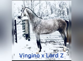 Oldenburger Springpferd, Wallach, 6 Jahre, 175 cm, Schimmel