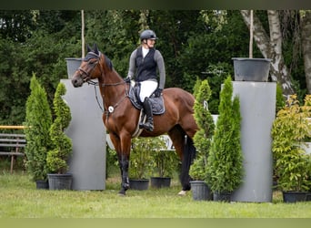 Oldenburger Springpferd, Wallach, 6 Jahre, 176 cm, Brauner