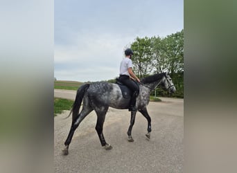 Oldenburger Springpferd, Wallach, 6 Jahre, 183 cm, Rappschimmel