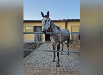 Oldenburger Springpferd, Wallach, 6 Jahre, 183 cm, Rappschimmel