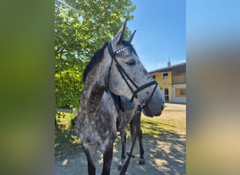 Oldenburger Springpferd, Wallach, 6 Jahre, 183 cm, Rappschimmel