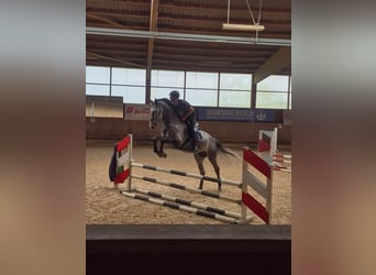 Oldenburger Springpferd, Wallach, 6 Jahre, 183 cm, Rappschimmel