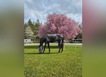 Oldenburger Springpferd, Wallach, 6 Jahre, 183 cm, Rappschimmel