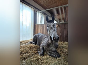 Oldenburger Springpferd, Wallach, 6 Jahre, 183 cm, Rappschimmel
