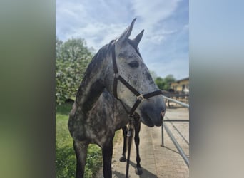 Oldenburger Springpferd, Wallach, 6 Jahre, 183 cm, Rappschimmel