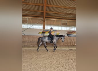 Oldenburger Springpferd, Wallach, 6 Jahre, 183 cm, Rappschimmel