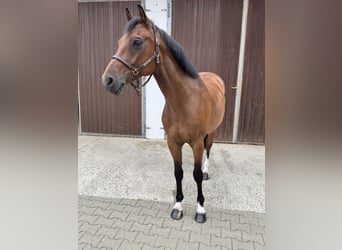 Oldenburger Springpferd, Wallach, 7 Jahre, 161 cm, Brauner