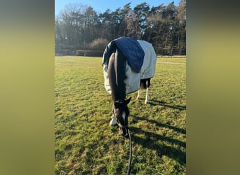 Oldenburger Springpferd, Wallach, 7 Jahre, 163 cm, Dunkelbrauner