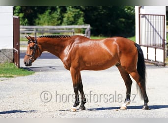 Oldenburger Springpferd, Wallach, 7 Jahre, 164 cm, Brauner