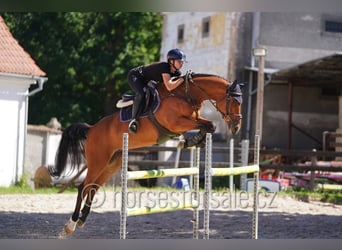 Oldenburger Springpferd, Wallach, 7 Jahre, 164 cm, Brauner