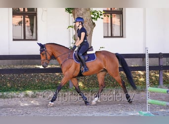 Oldenburger Springpferd, Wallach, 7 Jahre, 164 cm, Brauner