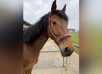 Oldenburger Springpferd, Wallach, 7 Jahre, 165 cm, Brauner
