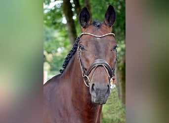 Oldenburger Springpferd, Wallach, 7 Jahre, 165 cm, Brauner