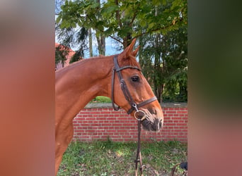 Oldenburger Springpferd, Wallach, 7 Jahre, 165 cm, Fuchs