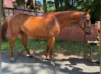Oldenburger Springpferd, Wallach, 7 Jahre, 165 cm, Fuchs