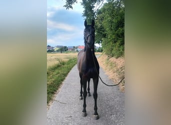 Oldenburger Springpferd, Wallach, 7 Jahre, 165 cm, Schwarzbrauner