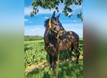 Oldenburger Springpferd, Wallach, 7 Jahre, 165 cm, Schwarzbrauner