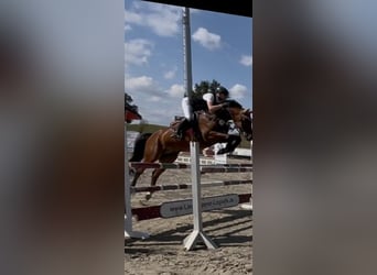 Oldenburger Springpferd, Wallach, 7 Jahre, 166 cm, Brauner