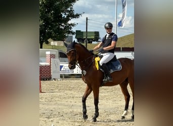 Oldenburger Springpferd, Wallach, 7 Jahre, 166 cm, Brauner