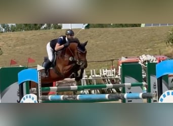 Oldenburger Springpferd, Wallach, 7 Jahre, 166 cm, Brauner