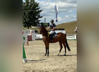 Oldenburger Springpferd, Wallach, 7 Jahre, 166 cm, Brauner