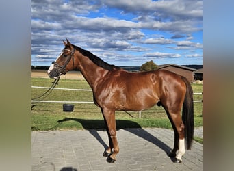 Oldenburger Springpferd, Wallach, 7 Jahre, 166 cm, Fuchs