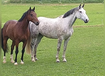 Oldenburger Springpferd, Wallach, 7 Jahre, 167 cm, Apfelschimmel