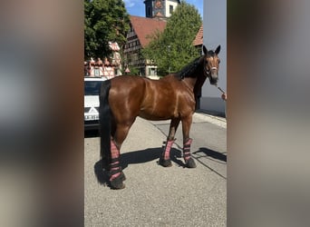 Oldenburger Springpferd, Wallach, 7 Jahre, 167 cm, Brauner