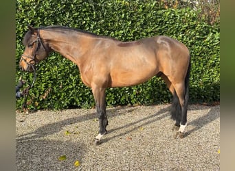 Oldenburger Springpferd, Wallach, 7 Jahre, 167 cm, Brauner