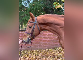 Oldenburger Springpferd, Wallach, 7 Jahre, 167 cm