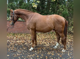 Oldenburger Springpferd, Wallach, 7 Jahre, 167 cm