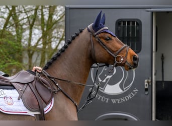Oldenburger Springpferd, Wallach, 7 Jahre, 168 cm, Brauner