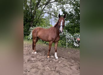 Oldenburger Springpferd, Wallach, 7 Jahre, 168 cm, Fuchs