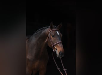 Oldenburger Springpferd, Wallach, 7 Jahre, 168 cm