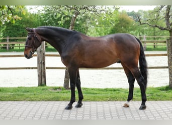 Oldenburger Springpferd, Wallach, 7 Jahre, 168 cm