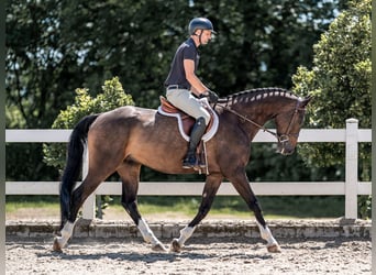 Oldenburger Springpferd, Wallach, 7 Jahre, 168 cm, Rotbrauner